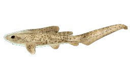 CATSHARK