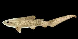 CATSHARK