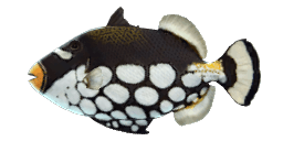 CLOWN TRIGGERFISH