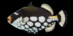 CLOWN TRIGGERFISH