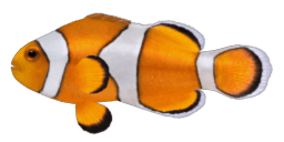 LITTLE CLOWNFISH