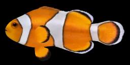 LITTLE CLOWNFISH