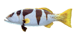 SADDLE GROUPER