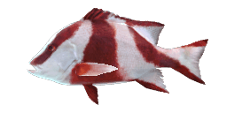 EMPEROR SNAPPER