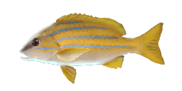 BLUESTRIPE SNAPPER