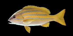 BLUESTRIPE SNAPPER