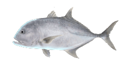 GIANT TREVALLY