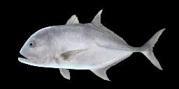 GIANT TREVALLY