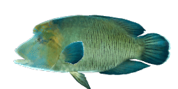 HUMPHEAD WRASSE