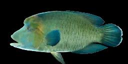 HUMPHEAD WRASSE