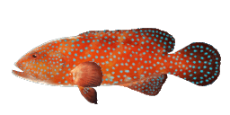 LEOPARD CORAL GROUPER