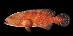 LEOPARD CORAL GROUPER