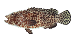 LONGFIN GROUPER