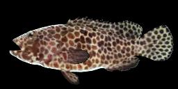 LONGFIN GROUPER