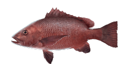 MANGROVE RED SNAPPER