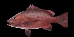 MANGROVE RED SNAPPER