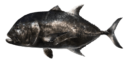 MIGHTY TREVALLY