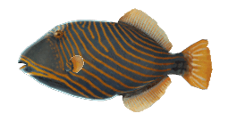 ORANGE-LINED TRIGGERFISH