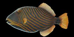 ORANGE-LINED TRIGGERFISH