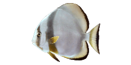 ORBICULAR BATFISH