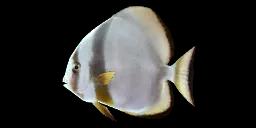 ORBICULAR BATFISH