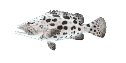 POTATO GROUPER