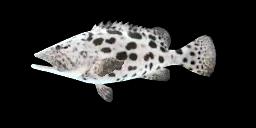 POTATO GROUPER