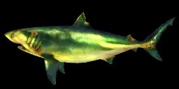 RADIOACTIVE BULL SHARK