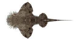 TASSELLED WOBBEGONG