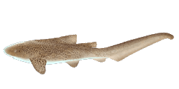 ZEBRA SHARK