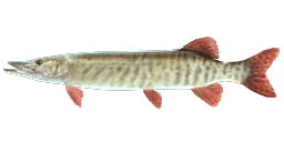 BARRED MUSKELLUNGE