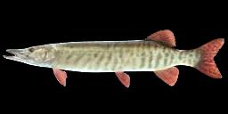 GESTREIFTE MUSKELLUNGE