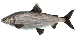 BLACKFIN CISCO