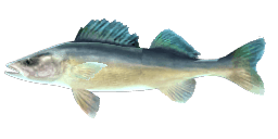 BLUE WALLEYE