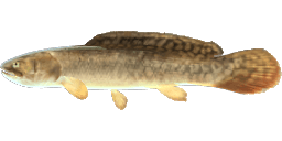 BOWFIN