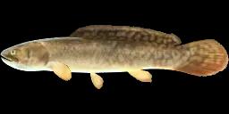 BOWFIN