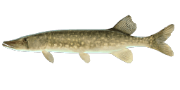 CHAIN PICKEREL