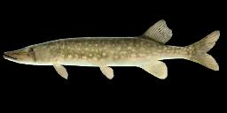 CHAIN PICKEREL