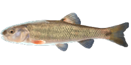 CREEK CHUB