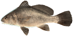 FRESHWATER DRUM