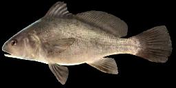 FRESHWATER DRUM