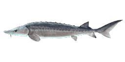 GREAT LAKE STURGEON