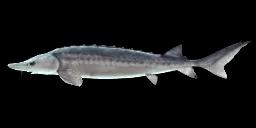 GREAT LAKE STURGEON