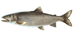 GREAT LAKE TROUT