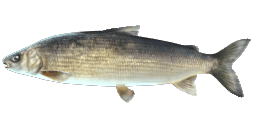 LAKE WHITEFISH