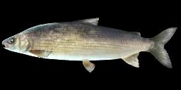 LAKE WHITEFISH