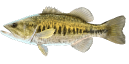 LARGEMOUTH BLACK BASS