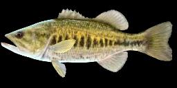 LARGEMOUTH BLACK BASS