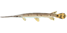 LONGNOSE GAR