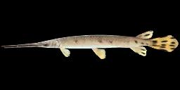 LONGNOSE GAR